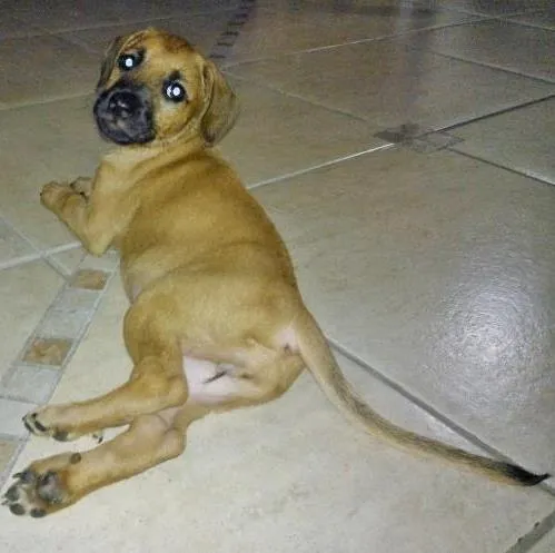Cachorro ra a SRD idade 2 a 6 meses nome Luka