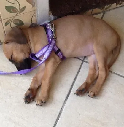 Cachorro ra a SRD idade 2 a 6 meses nome Luka