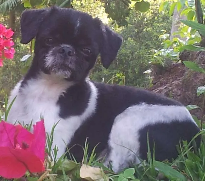 Cachorro ra a Shi Tzu idade 6 ou mais anos nome Popoquinho