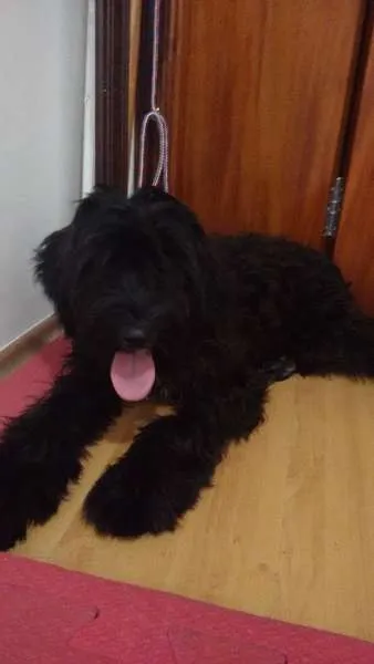 Cachorro ra a SRD idade 1 ano nome Sem nome