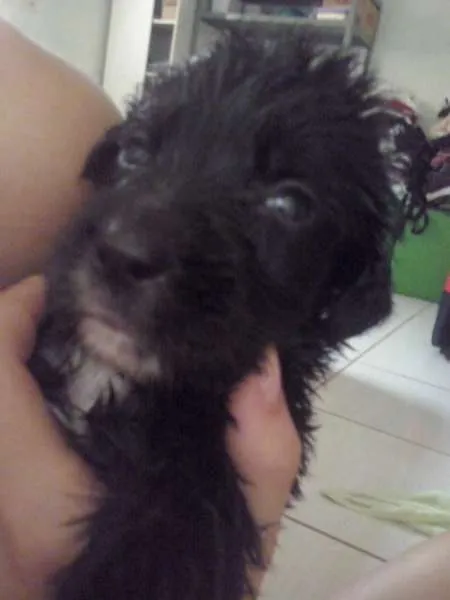 Cachorro ra a SRD idade  nome Filhotes Mix Labrados