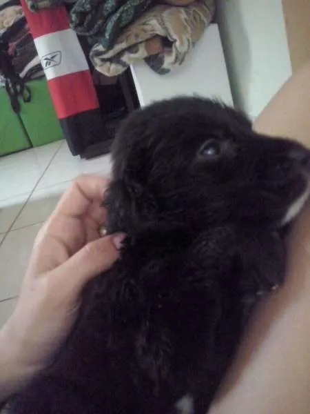 Cachorro ra a SRD idade  nome Filhotes Mix Labrados