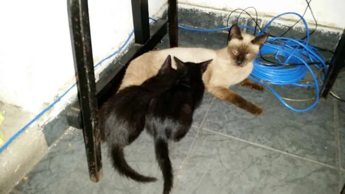 Gato raça srd idade 2 a 6 meses nome Sem nome