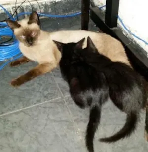Gato raça srd idade 2 a 6 meses nome Sem nome