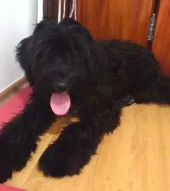 Cachorro ra a SRD idade 1 ano nome Sem nome