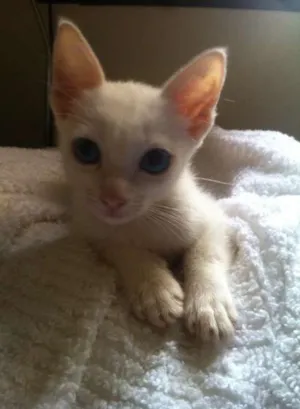 Gato raça SRD idade Abaixo de 2 meses nome Sem Nome