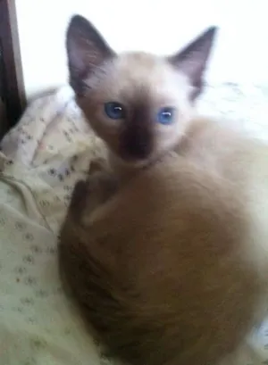 Gato raça SRD idade Abaixo de 2 meses nome Sem Nome