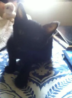 Gato raça SRD idade Abaixo de 2 meses nome Sem Nome