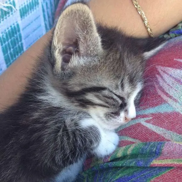 Gato ra a SRD idade 2 a 6 meses nome Sem nome