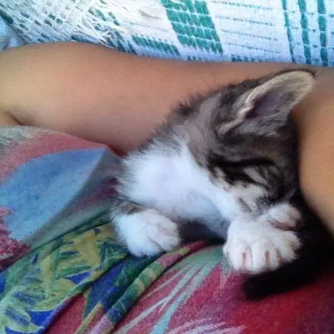 Gato ra a SRD idade 2 a 6 meses nome Sem nome