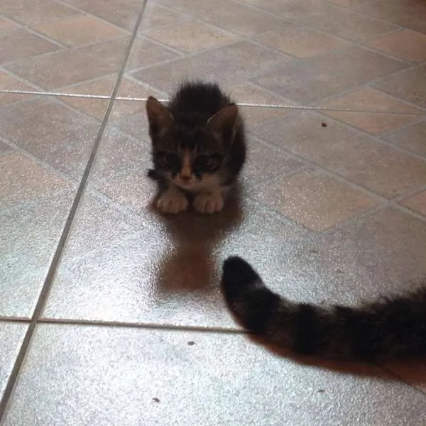 Gato ra a SRD idade 2 a 6 meses nome Sem nome
