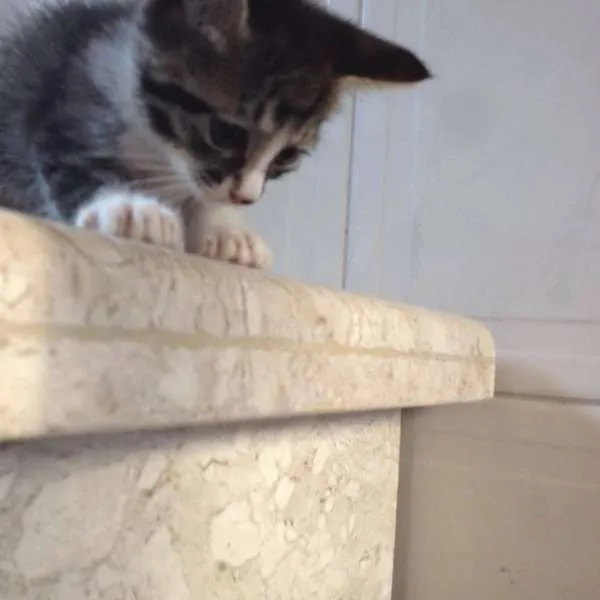Gato ra a SRD idade 2 a 6 meses nome Sem nome