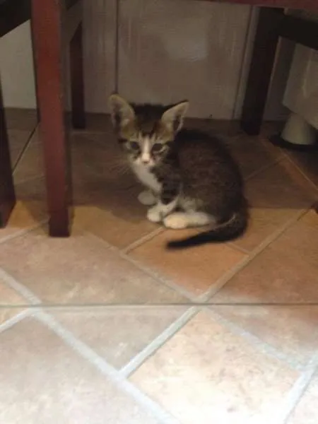 Gato ra a SRD idade 2 a 6 meses nome Sem nome