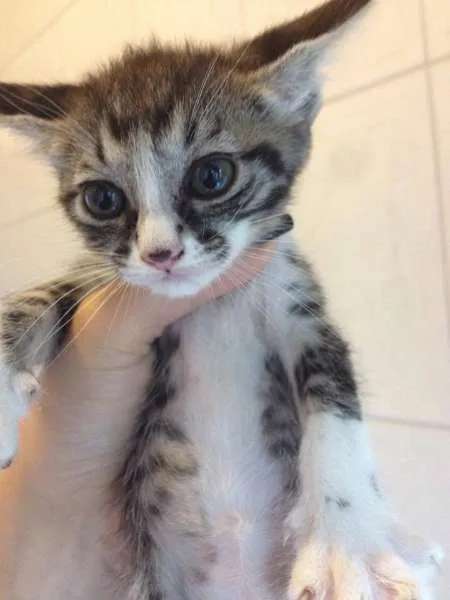 Gato ra a SRD idade 2 a 6 meses nome Sem nome
