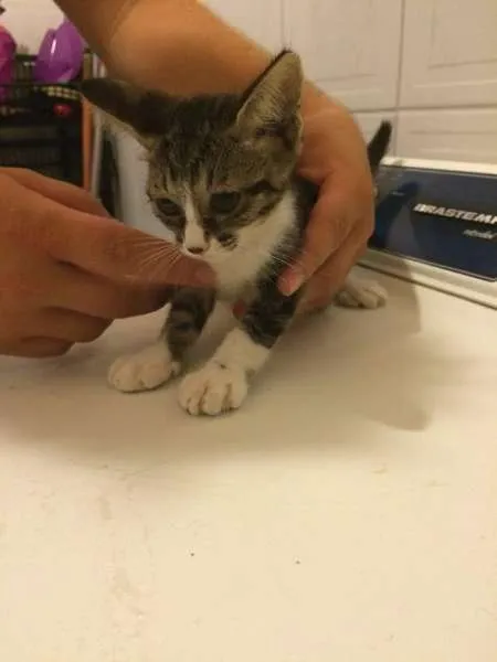 Gato ra a SRD idade 2 a 6 meses nome Sem nome