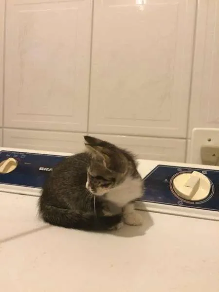 Gato ra a SRD idade 2 a 6 meses nome Sem nome
