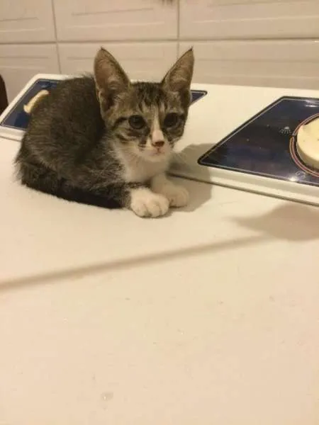 Gato ra a SRD idade 2 a 6 meses nome Sem nome
