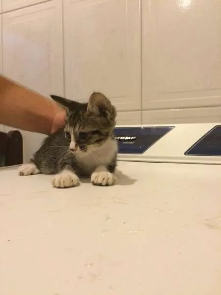 Gato ra a SRD idade 2 a 6 meses nome Sem nome