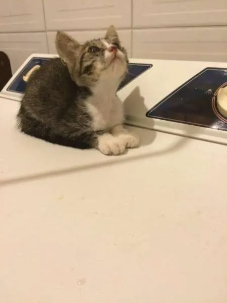 Gato ra a SRD idade 2 a 6 meses nome Sem nome