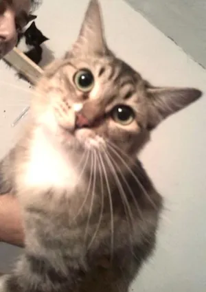 Gato raça SRD idade 7 a 11 meses nome Princesa