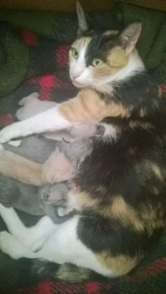 Gato ra a  idade 2 anos nome Estela