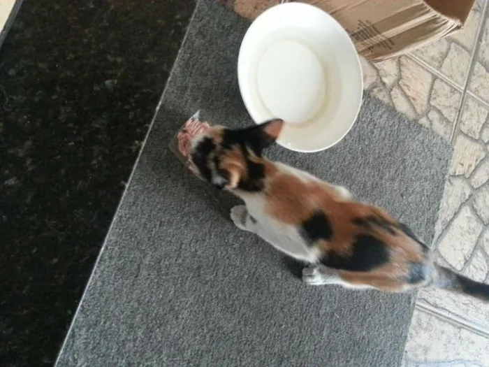 Gato ra a SRD idade 2 a 6 meses nome Sem Nome