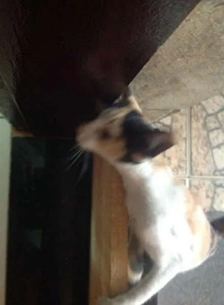 Gato ra a SRD idade 2 a 6 meses nome Sem Nome