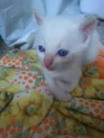 gatinha