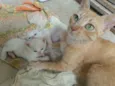 gatinha