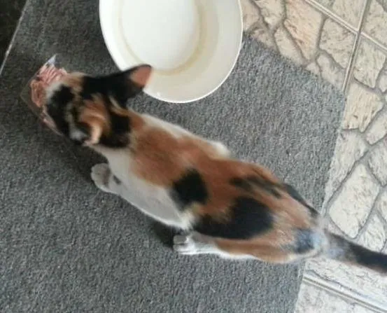 Gato ra a SRD idade 2 a 6 meses nome Sem Nome