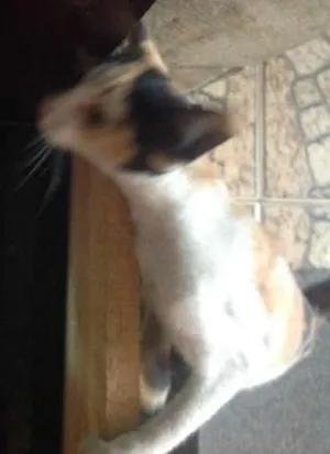 Gato raça SRD idade 2 a 6 meses nome Sem Nome