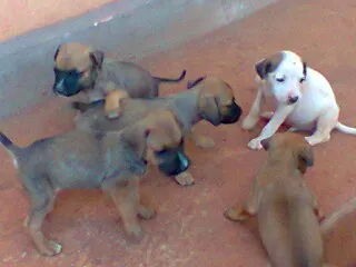 Cachorro ra a SRD idade  nome Lindos filhotes