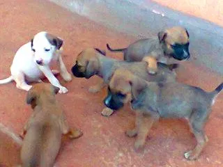Cachorro ra a SRD idade  nome Lindos filhotes