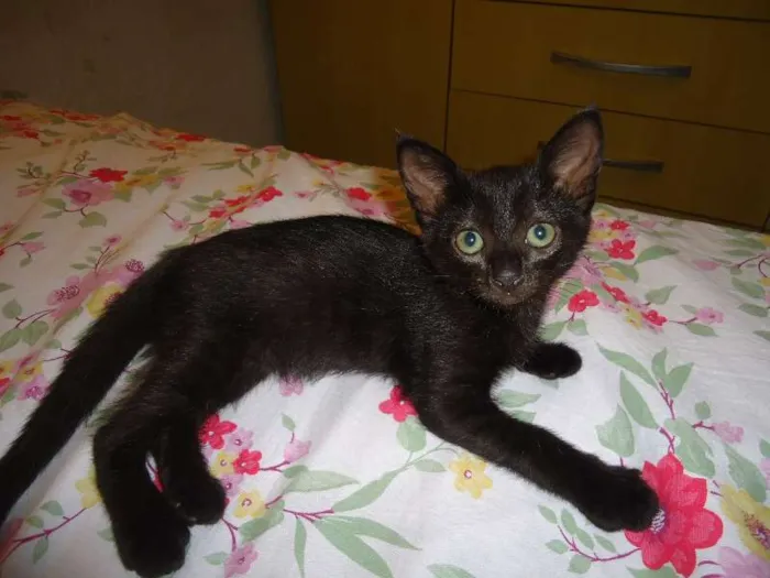 Gato ra a Indefinido idade Abaixo de 2 meses nome Indefinido