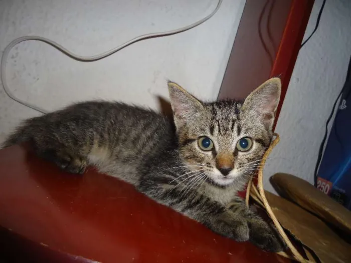 Gato ra a Indefinido idade Abaixo de 2 meses nome Indefinido