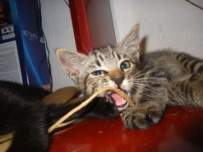 Gato ra a Indefinido idade Abaixo de 2 meses nome Indefinido