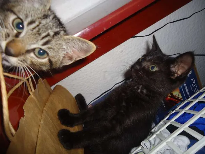 Gato ra a Indefinido idade Abaixo de 2 meses nome Indefinido