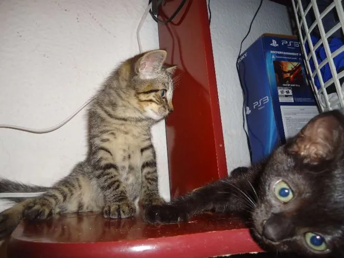 Gato ra a Indefinido idade Abaixo de 2 meses nome Indefinido