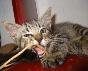 Gato raça Indefinido idade Abaixo de 2 meses nome Indefinido
