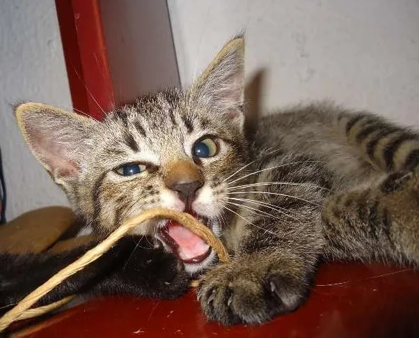 Gato ra a Indefinido idade Abaixo de 2 meses nome Indefinido