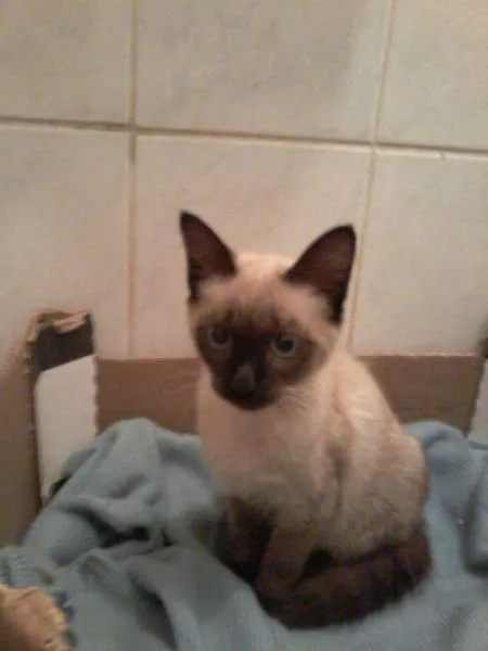 Gato ra a Siamês idade 2 a 6 meses nome BLUE