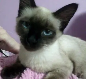Gato raça Siamês idade 2 a 6 meses nome BLUE