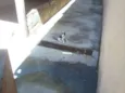 VARIOS