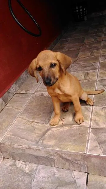 Cachorro raça vira lata  idade 2 a 6 meses nome pikena