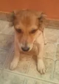 procura-se o dono