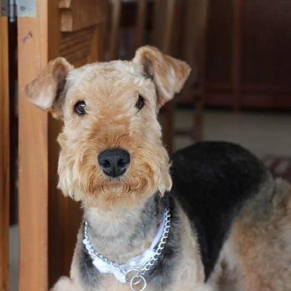 Cachorro ra a AIREDALE tERRIER idade 5 anos nome Frida GRATIFICA