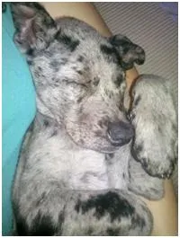 Cachorro raça Collie x Boiadeiro Australiano idade 1 ano nome Linda