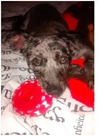 Cachorro ra a Collie x Boiadeiro Australiano idade 1 ano nome Linda