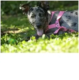 Cachorro ra a Collie x Boiadeiro Australiano idade 1 ano nome Linda