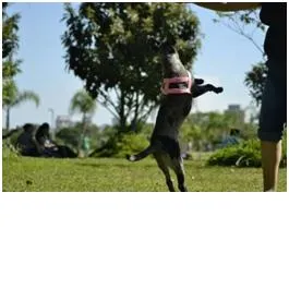 Cachorro ra a Collie x Boiadeiro Australiano idade 1 ano nome Linda